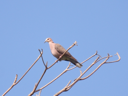 Red-eyed Dove