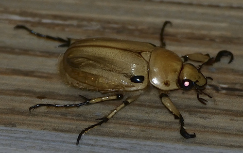 Ancognatha vulgaris