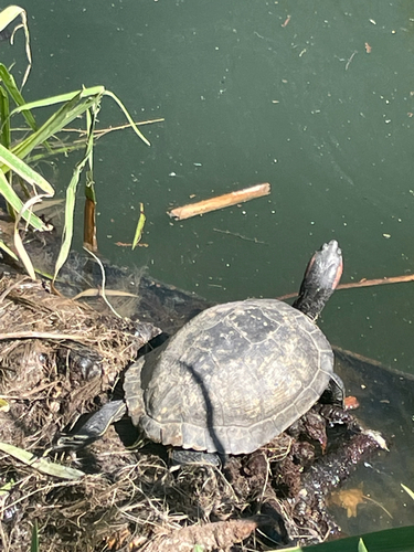 Rotwangen-Schmuckschildkröte