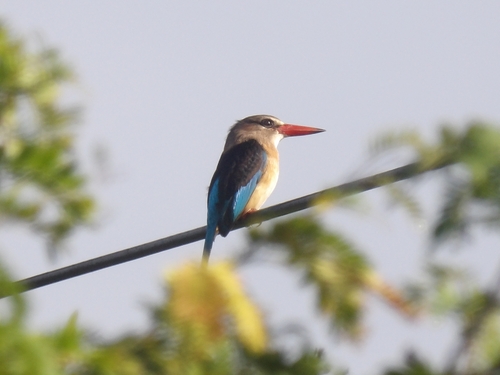 Brown-hooded Kingfisher