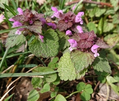 Lamium purpureum