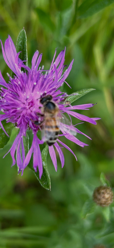 Western Honey Bee