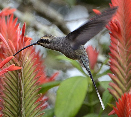 Pale-bellied Hermit