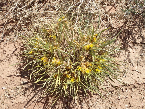 Image of Geigeria filifolia by (c) Nicola van Berkel, some rights reserved (CC BY-SA)