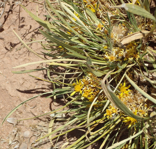 Image of Geigeria filifolia by (c) Nicola van Berkel, some rights reserved (CC BY-SA)