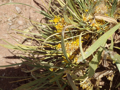 Image of Geigeria filifolia by (c) Nicola van Berkel, some rights reserved (CC BY-SA)