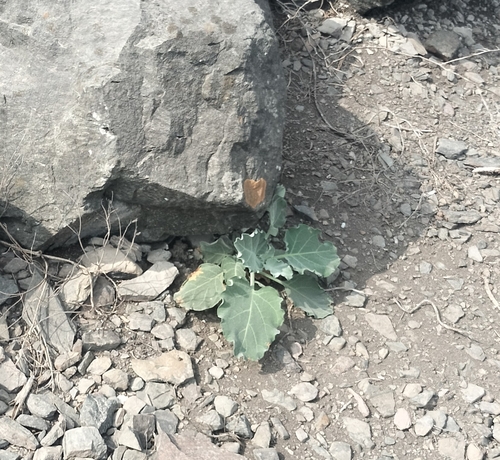 Nicotiana paniculata, photograph 3