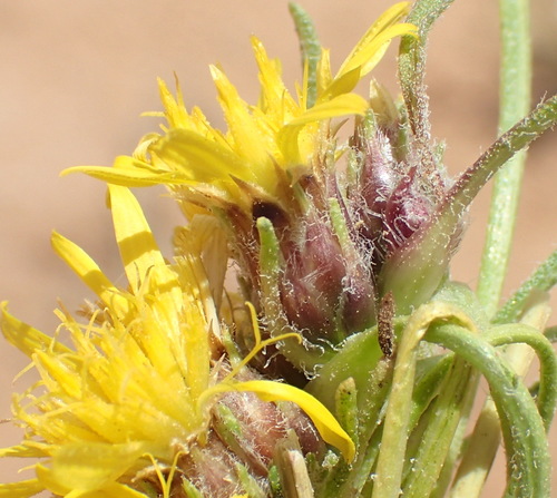 Image of Geigeria filifolia by (c) Nicola van Berkel, some rights reserved (CC BY-SA)