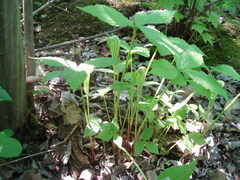Arisaema stewardsonii