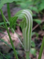 Arisaema stewardsonii