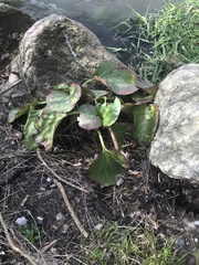 Bergenia crassifolia