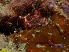 Cuapetes ischiospinosus