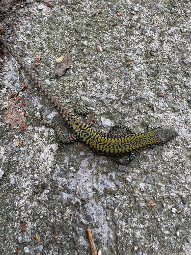 Common Wall Lizard