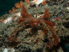 Achaeus japonicus