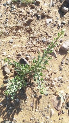 Leucosphaera bainesii