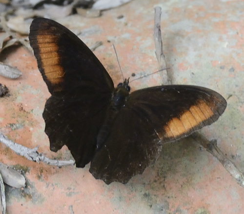 Pedaliodes ereiba