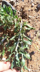 Leucosphaera bainesii