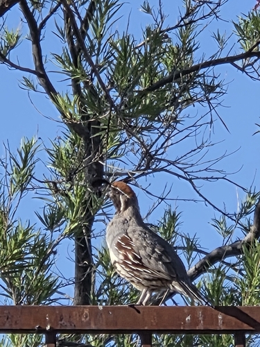 Gambel's Quail observed by rey_mono