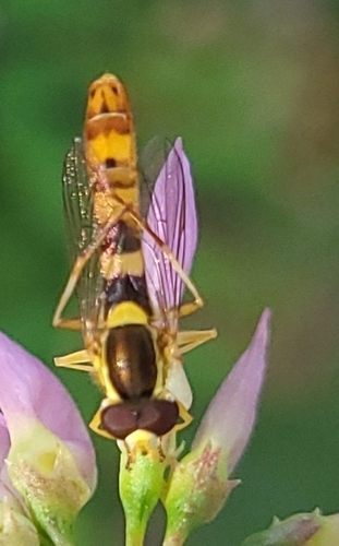 Common Globetail
