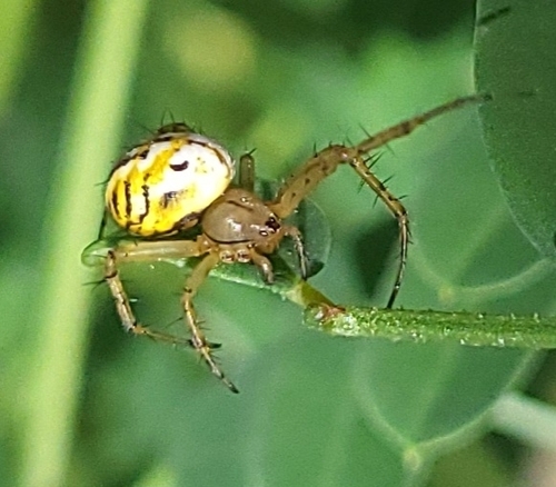 Cricket-bat Orbweaver