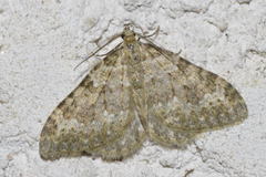 Coenotephria ablutaria