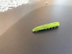 Phlogophora