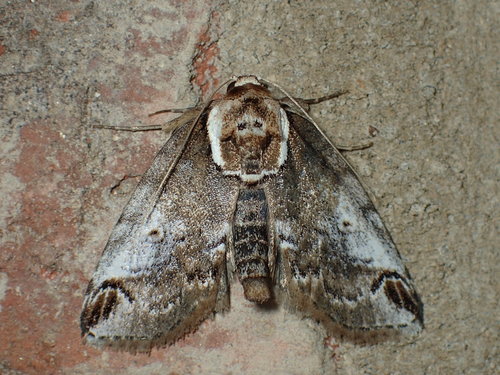 Eyed Baileya Moth photo 3