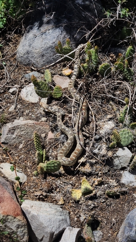 Gopher Snake