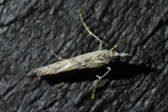 Orocrambus cyclopicus