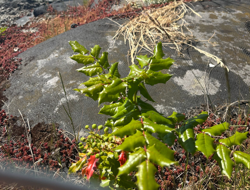 Oregon grape