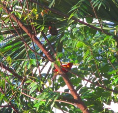 Chrysophlegma miniaceum