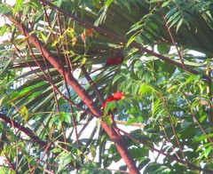 Chrysophlegma miniaceum