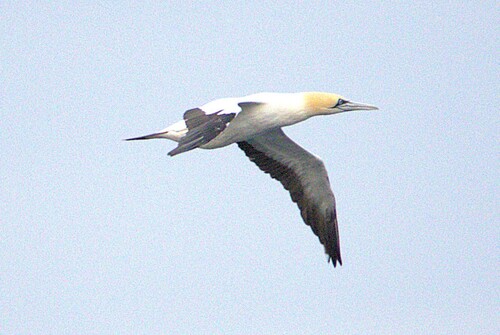 iNaturalist image