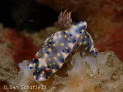 Hypselodoris roo