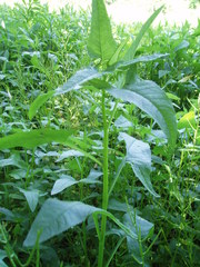 Hasteola suaveolens