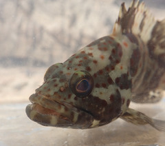 Epinephelus coioides