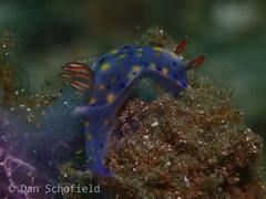 Hypselodoris