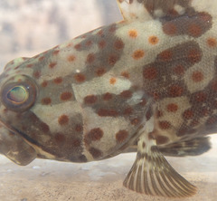 Epinephelus coioides