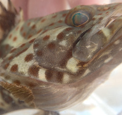 Epinephelus coioides