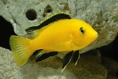 Electric Yellow photo 1