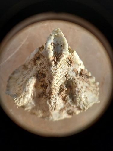 Parthenopoides massena