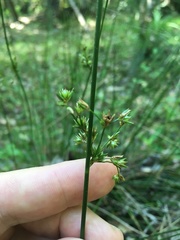 Juncus coriaceus