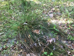 Juncus coriaceus