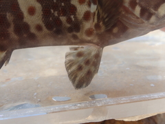 Epinephelus coioides