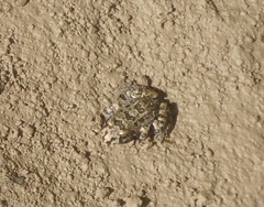 Leptodactylus troglodytes
