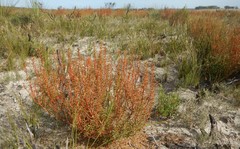 Gyrostemon australasicus