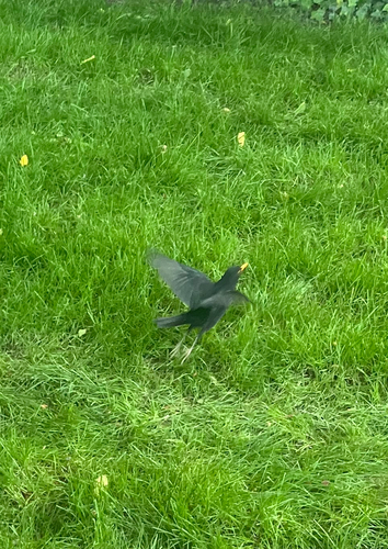 Eurasian Blackbird