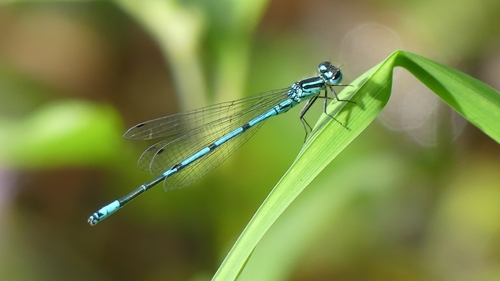 Azure Damselfly