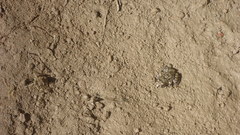 Leptodactylus troglodytes