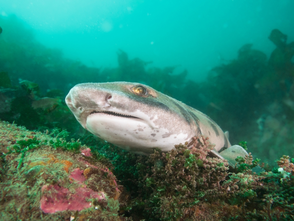 Draughtsboard shark (Cephaloscyllium isabellum) — Scyliorhinidae